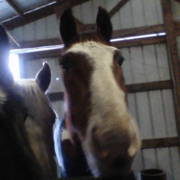 All the ponies! - Picture 4 of 8